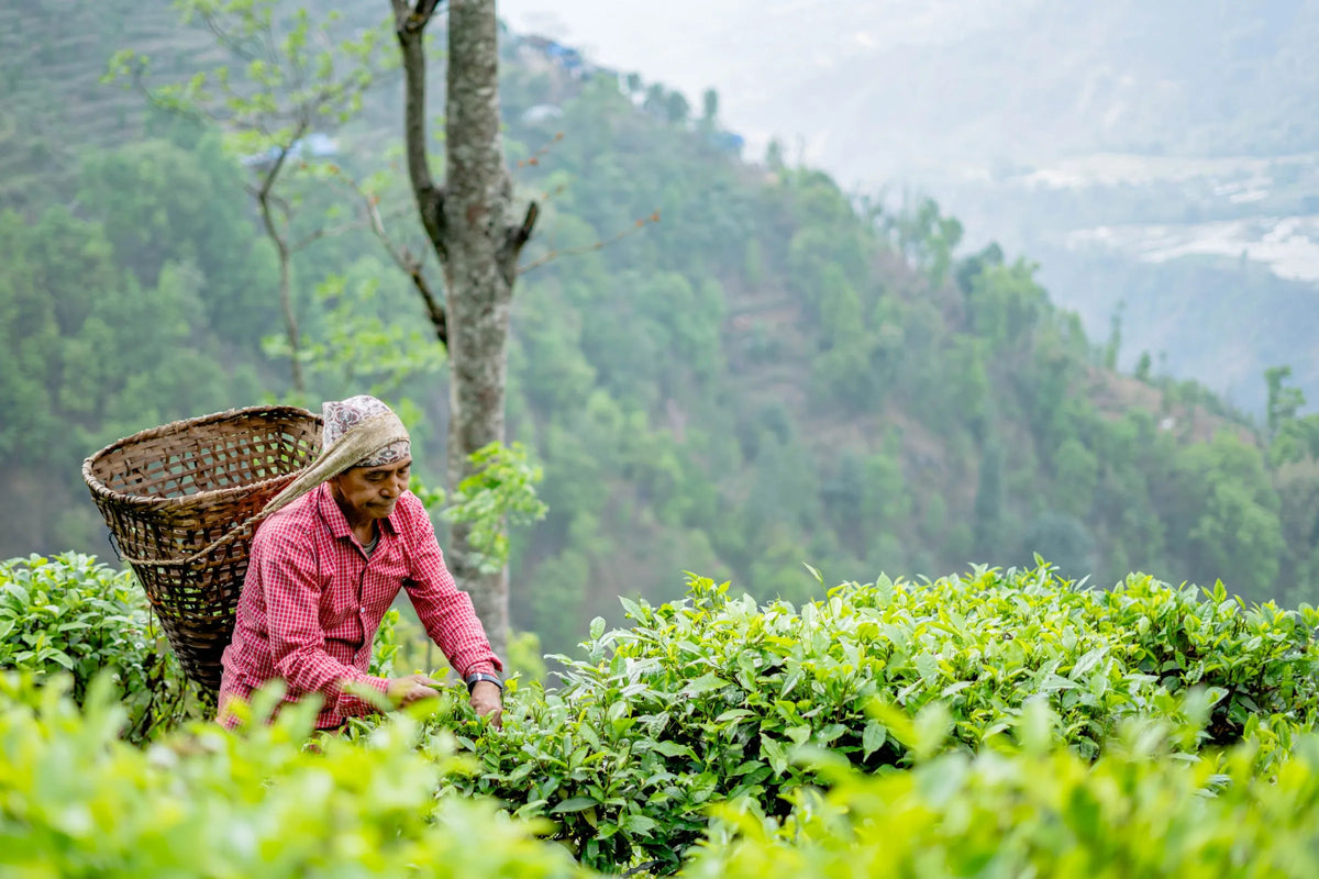 Giving · Maiti Nepal — THIRD PEAK TEA
