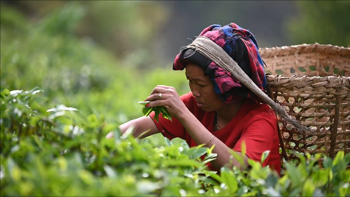 Field notes · Presentation edition — THIRD PEAK TEA
