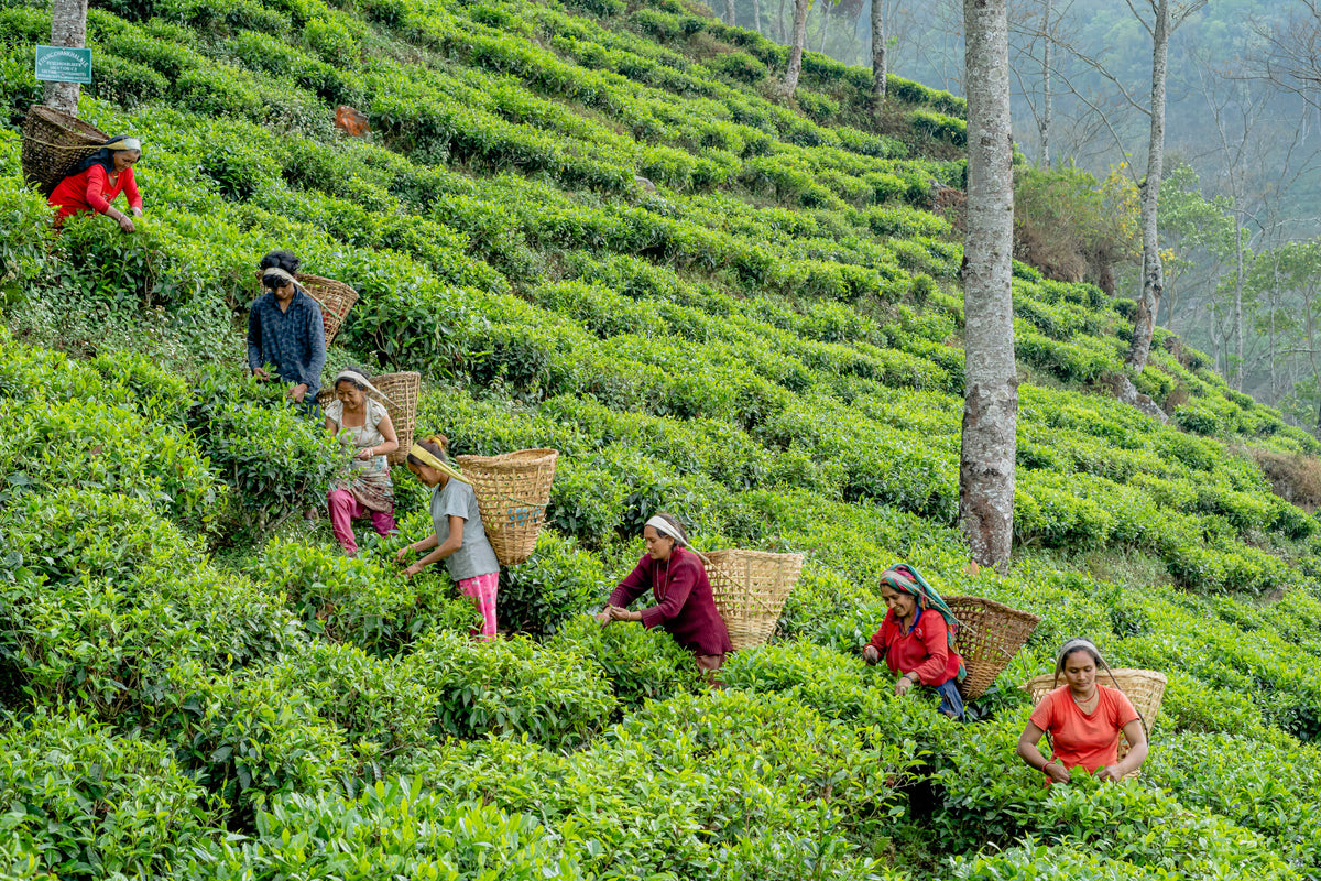 Tea pickers harvesting leaves by hand on a hillside tea garden in Nepal