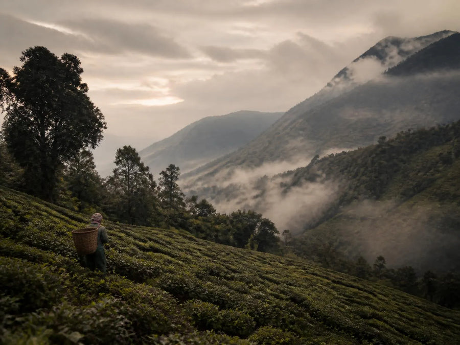 The leaf: Sakhejung · 1,640m